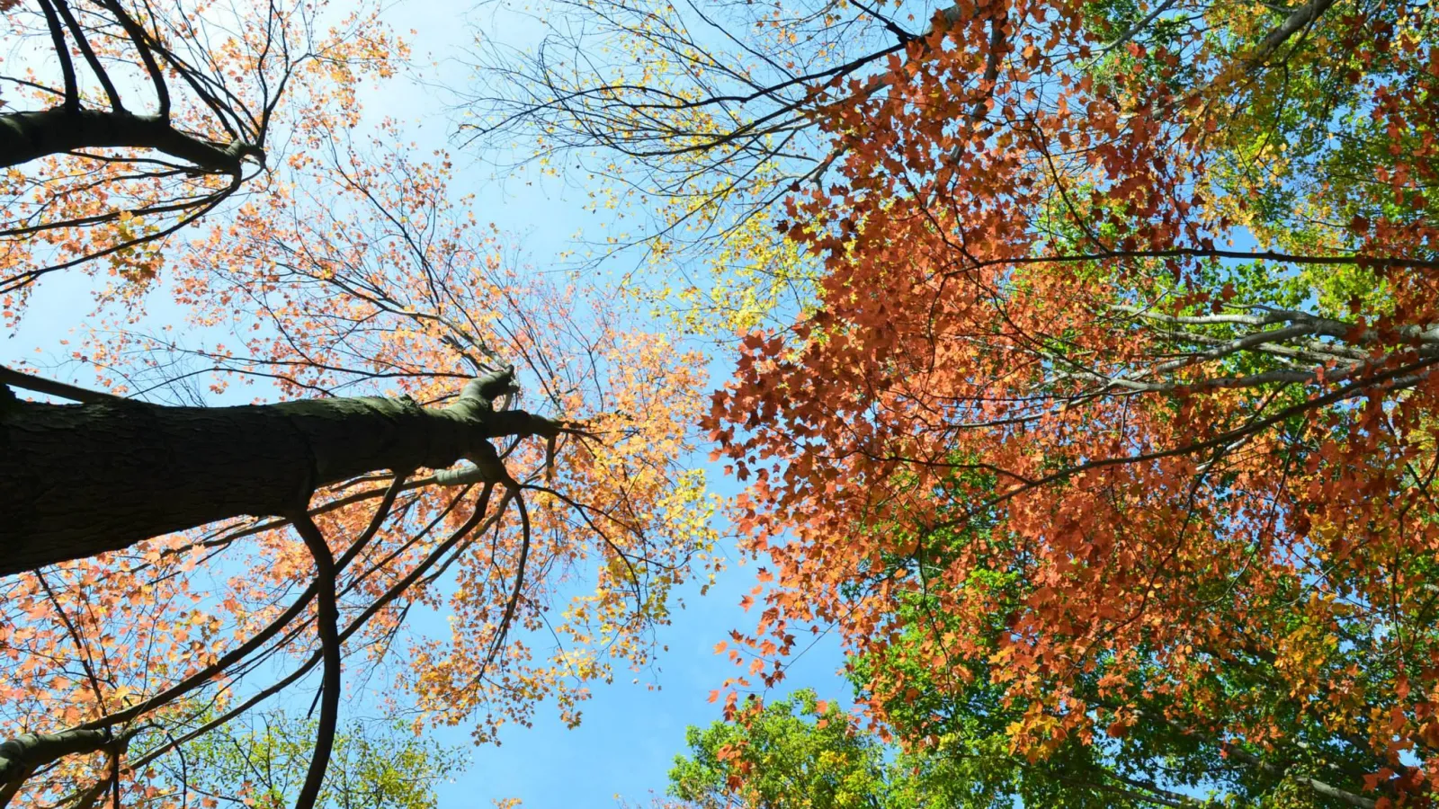 Dept. Fall Picnic