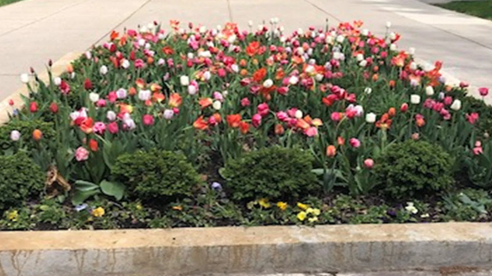 Spring on the Oval 2021