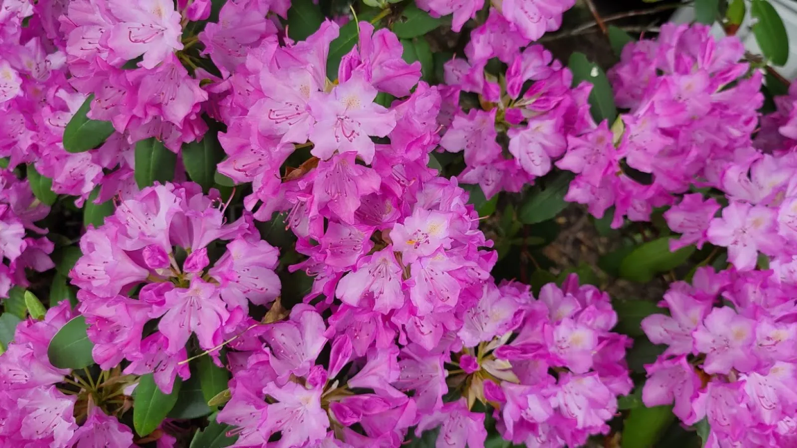 Rhododendron
