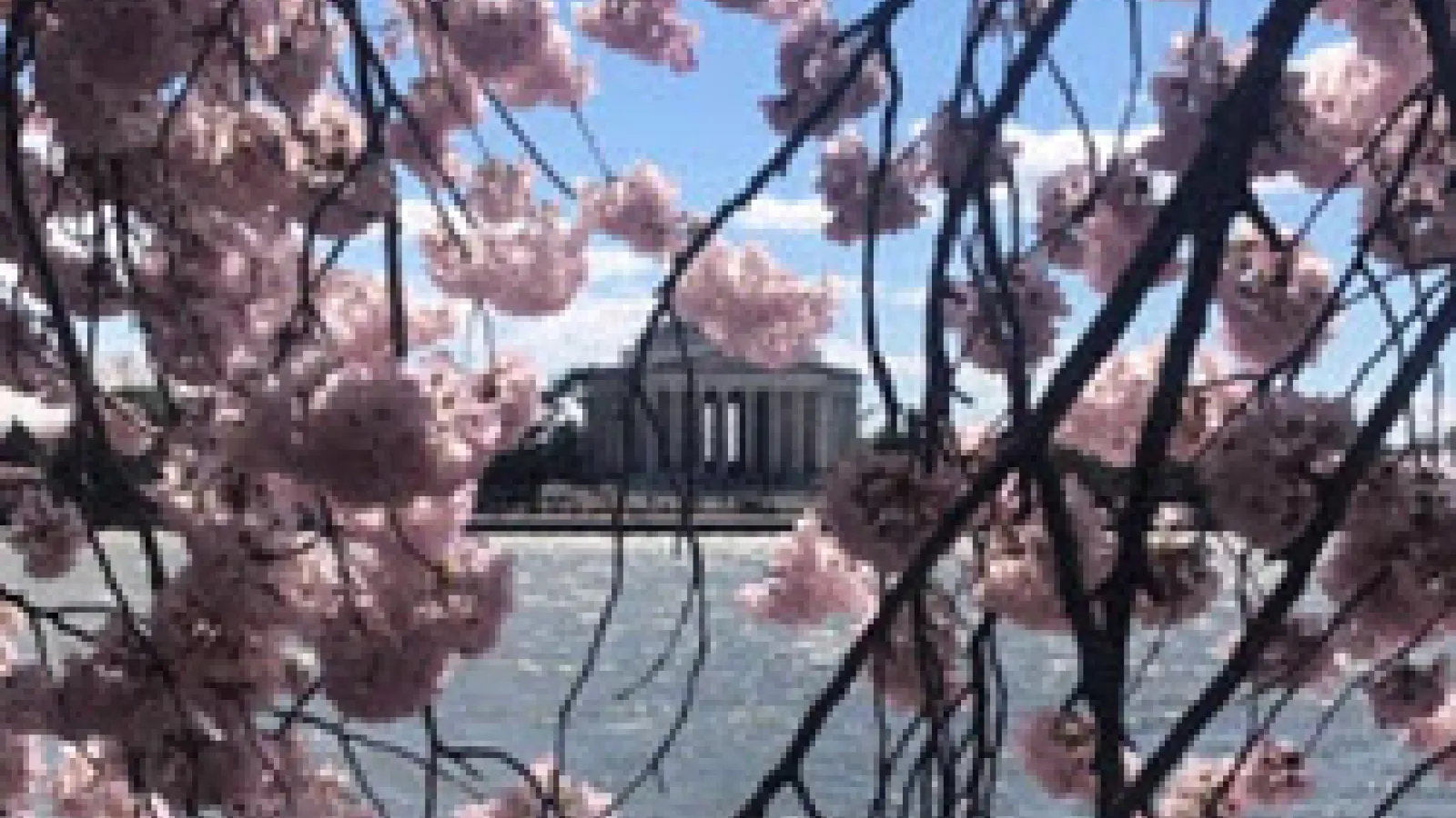 DC and Cherry blossoms
