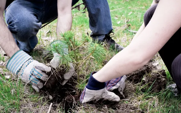 Students planting a tree